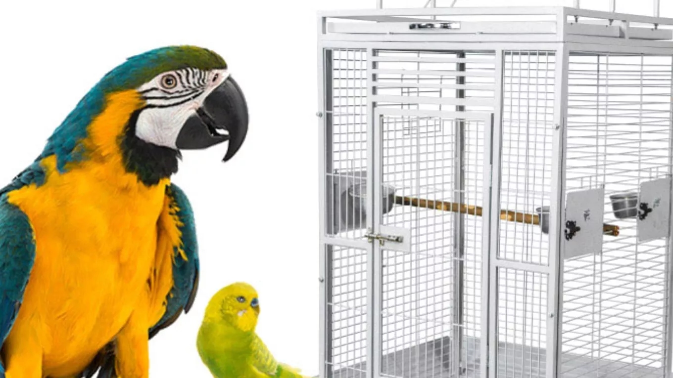 Characteristics of a suitable cage for a bird